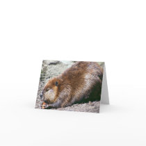 Beaver Card