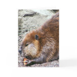 Beaver Greeting Cards