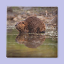 beaver, Castor canadensis, goes for a swim in magnets