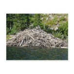 beaver dam postcard