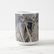 Beaver Dam Slough ID Insects Arachnids Bugs Fauna Mugs