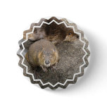 Beaver Design Button