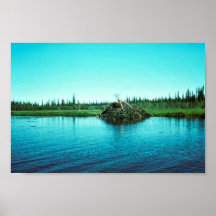 Beaver Lodge Print