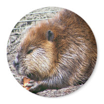 Beaver Magnet