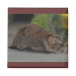 Beaver Magnet
