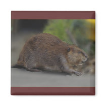 Beaver Magnet