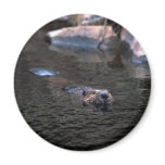 Beaver Magnet Refrigerator Magnet