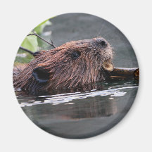 beaver magnet