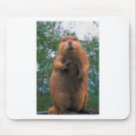 Beaver Mousepad
