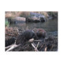 Beaver Postcard Post Cards
