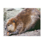 Beaver Postcard