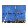 Beaver Postcard Post Cards