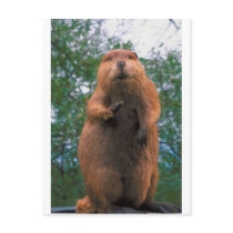 Beaver Postcard