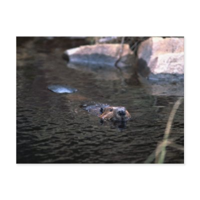 Beaver Postcard Post Card by luv2wander