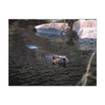 Beaver Postcard
