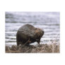 Beaver Postcard Postcards