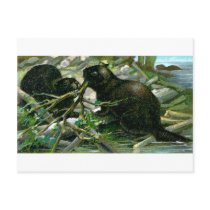 Beaver Post Card