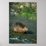Beaver Print