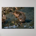 Beaver Print