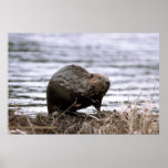 Beaver Poster