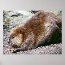Beaver Poster