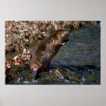 Beaver standing erect posters