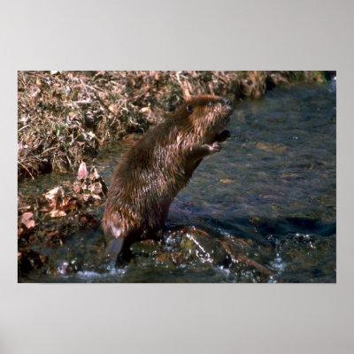 Beaver standing erect posters by lolanimals