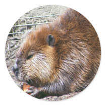 Beaver Round Sticker