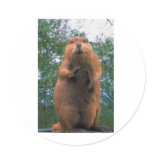 Beaver Round Sticker