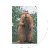 Beaver Round Sticker