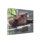 beaver stretched canvas prints