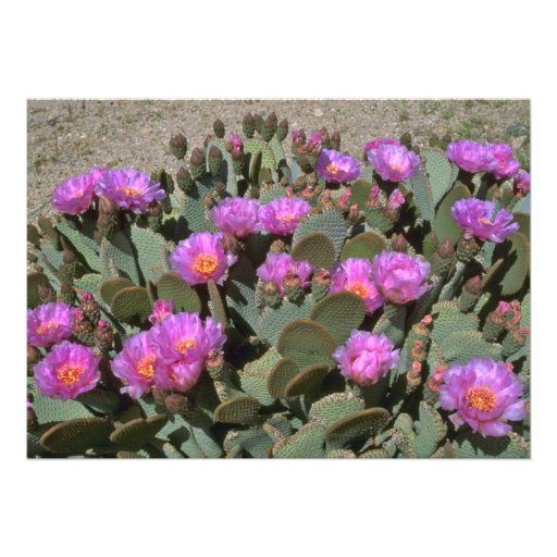 Beaver Tail Cacti Custom Announcements