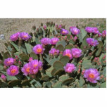 Beaver Tail Cacti Acrylic Cut Outs