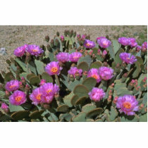 Beaver Tail Cacti Acrylic Cut Outs