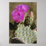 Beavertail Cactus Flower Posters
