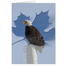 BEBS Bald Eagle Blue Sky Cards