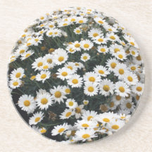 Bed of daisies coasters