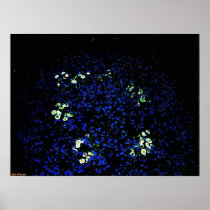 Bed of Flowers 2 Poster