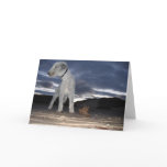 BEDDY ON THE BEACH cards