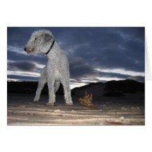 BEDDY ON THE BEACH GREETING CARDS