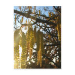 Bedecked Postcard