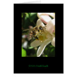 BEE  ©2009MichelleBrunelle Cards