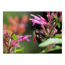 Bee Agastache Card