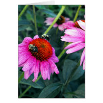 Bee and Coneflower Greeting Card