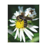 Bee and Daisy Canvas Prints