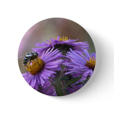 Bee and England  Aster  Round Button by toots1