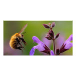 Bee and Flower Photo Card