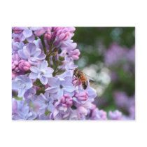 Bee and lilacs - May 09 Postcard