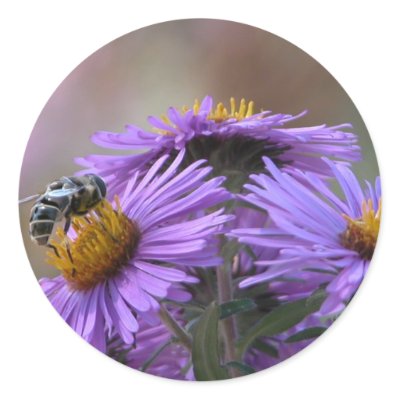 Bee and Purple England  Aster  Round Stickers by toots1