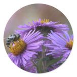 Bee and Purple England  Aster  Round Stickers